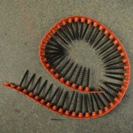 Collated Drywall Screws 1000 Screw box